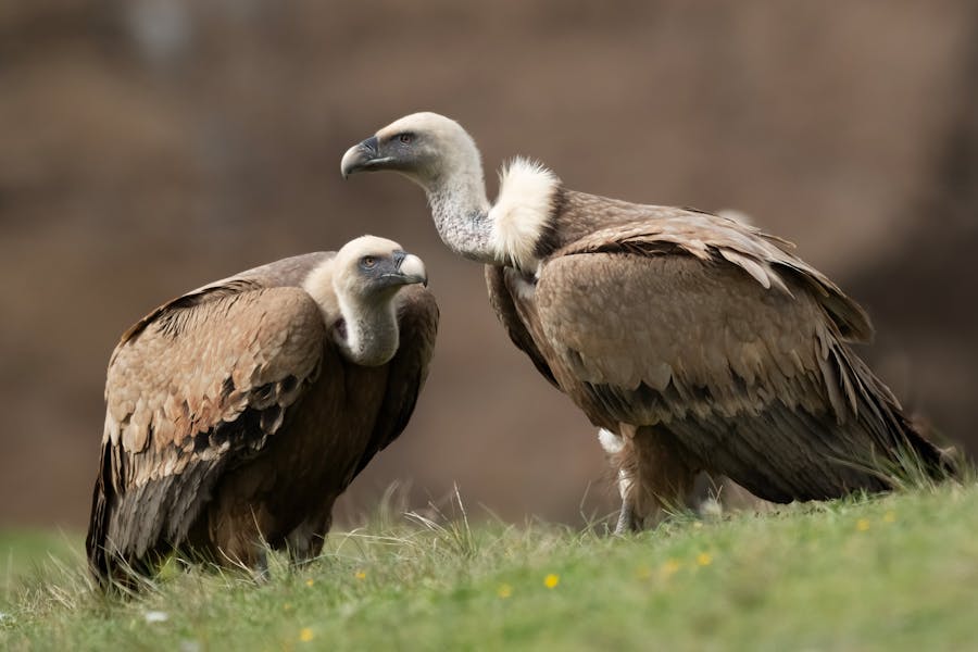 Cómo disfrutar un hide para aves en plena naturaleza