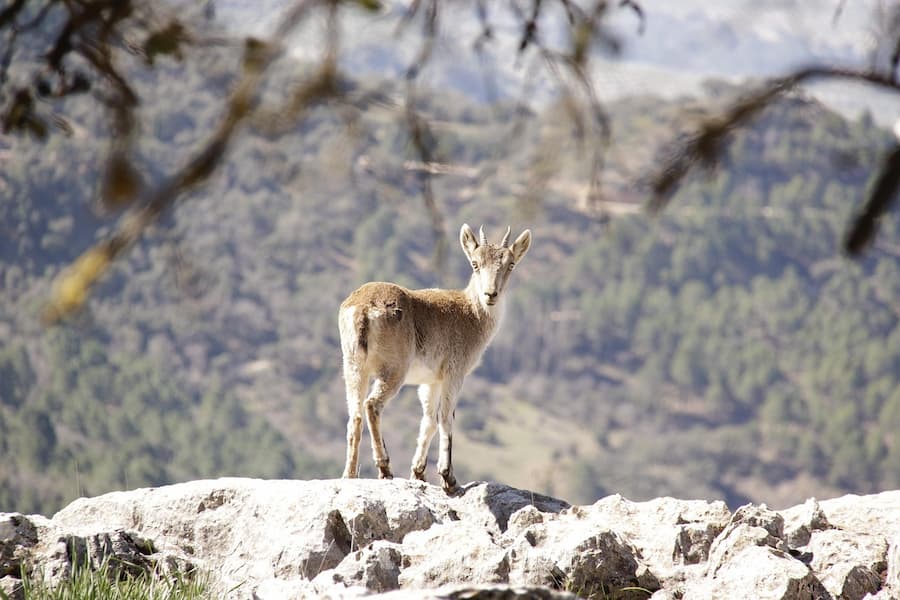 El Parque Natural Sierras de Cazorla, Segura y las Villas