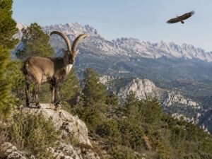 fauna-salvaje-de-granada