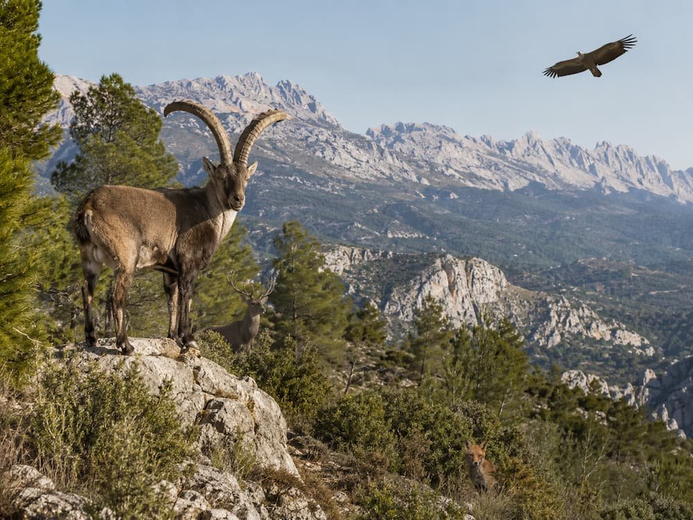 fauna-salvaje-de-granada